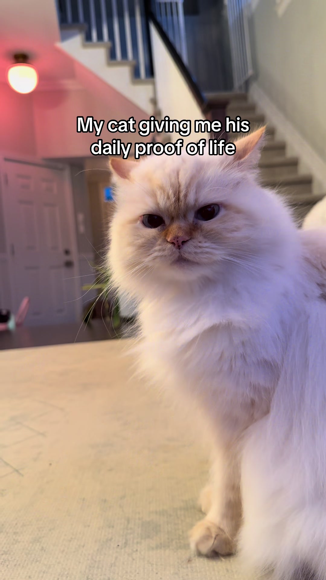 @Krista & Cats: BamBam & Bonnie