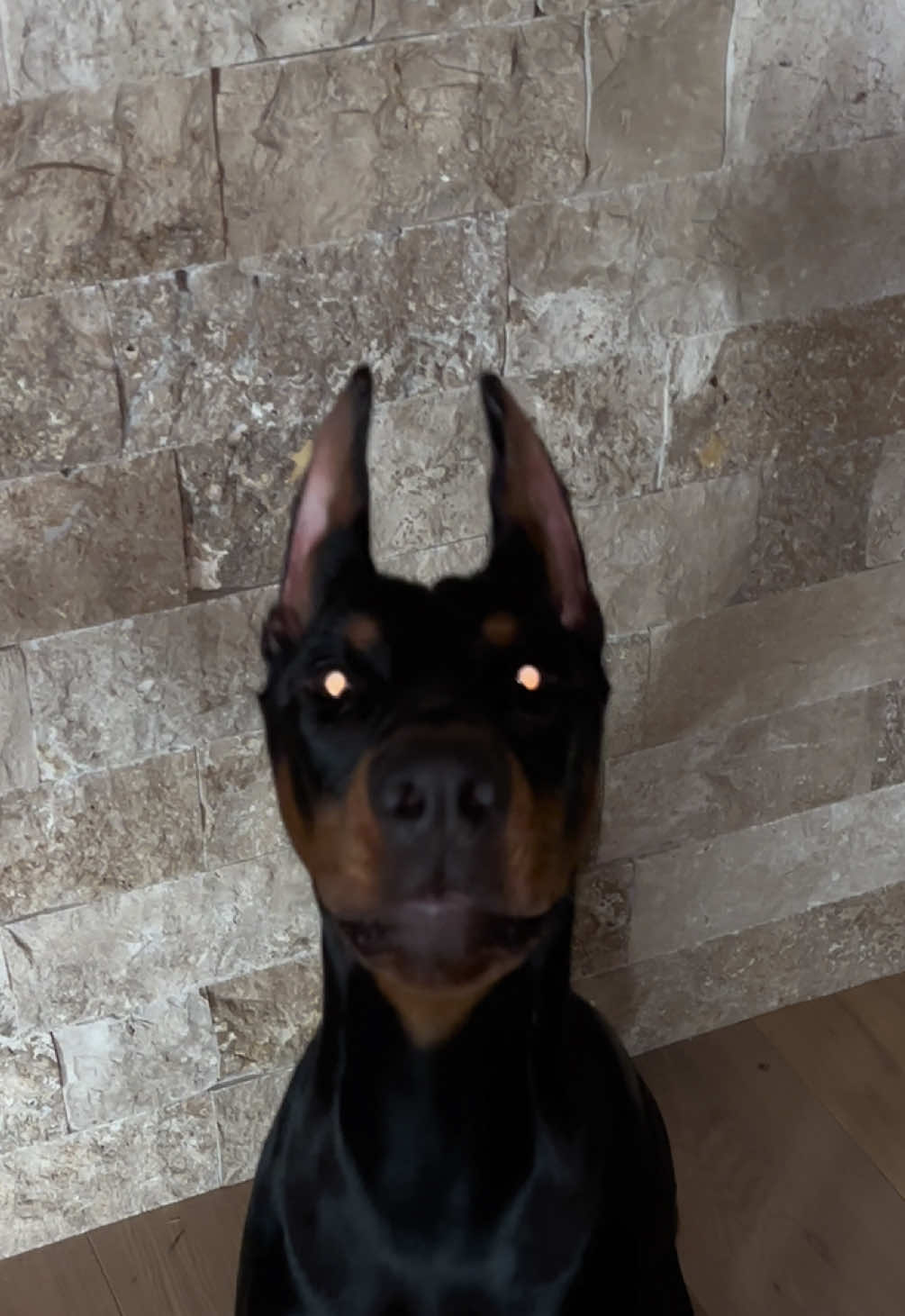 @The doberman girl🖤