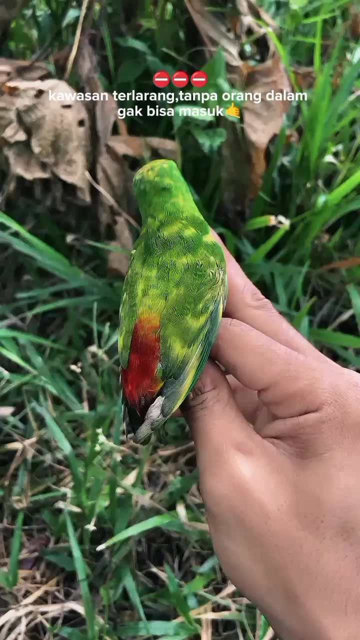 @king srindit👑🦜