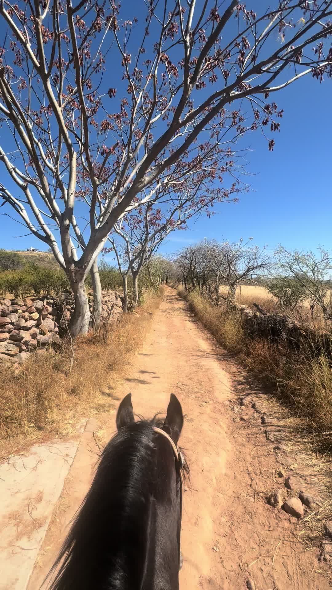 @El zurdo🌵🐴