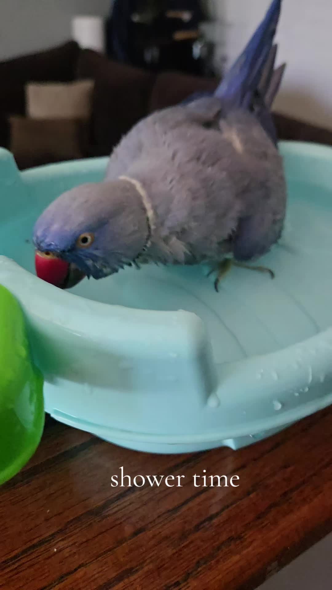 @lilotheparrot & Sky
