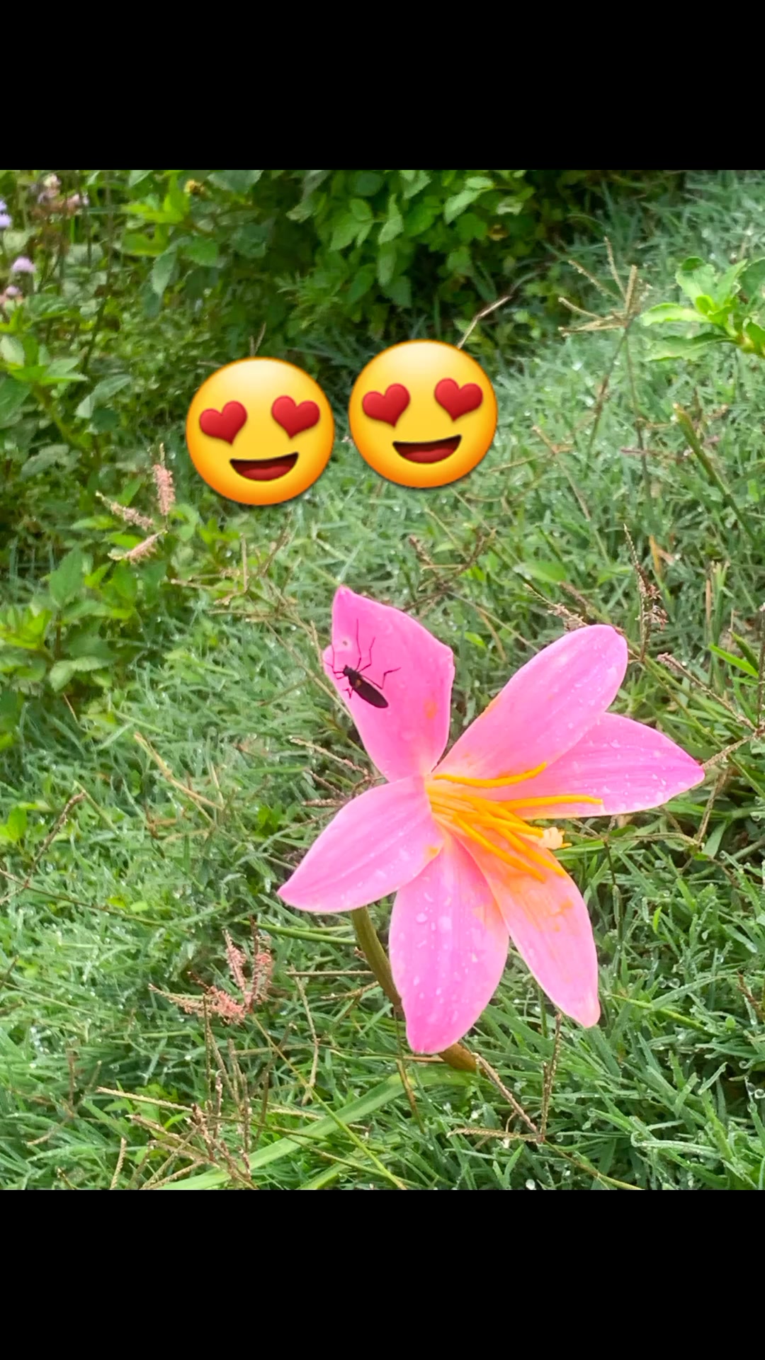 @sujita mainali