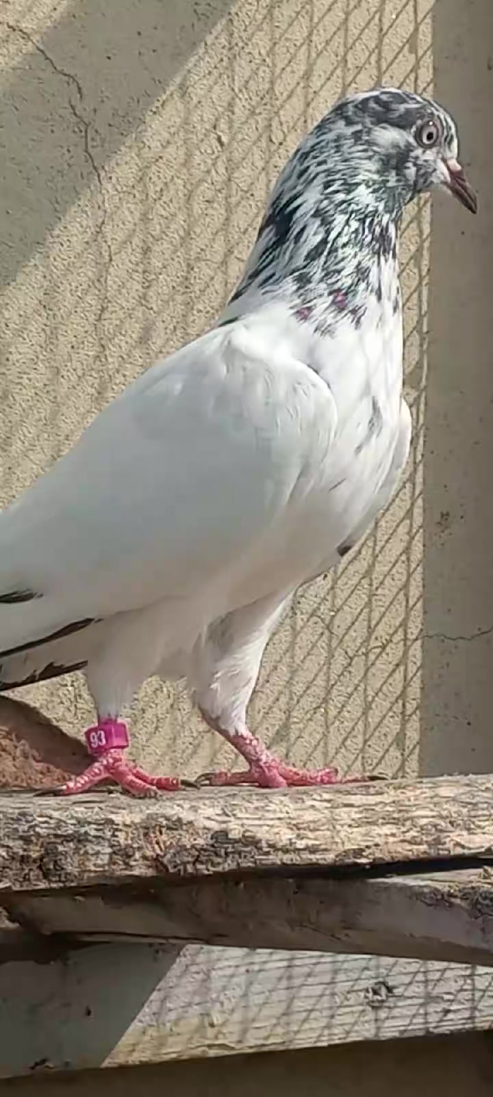 @Ranakasuripigeon