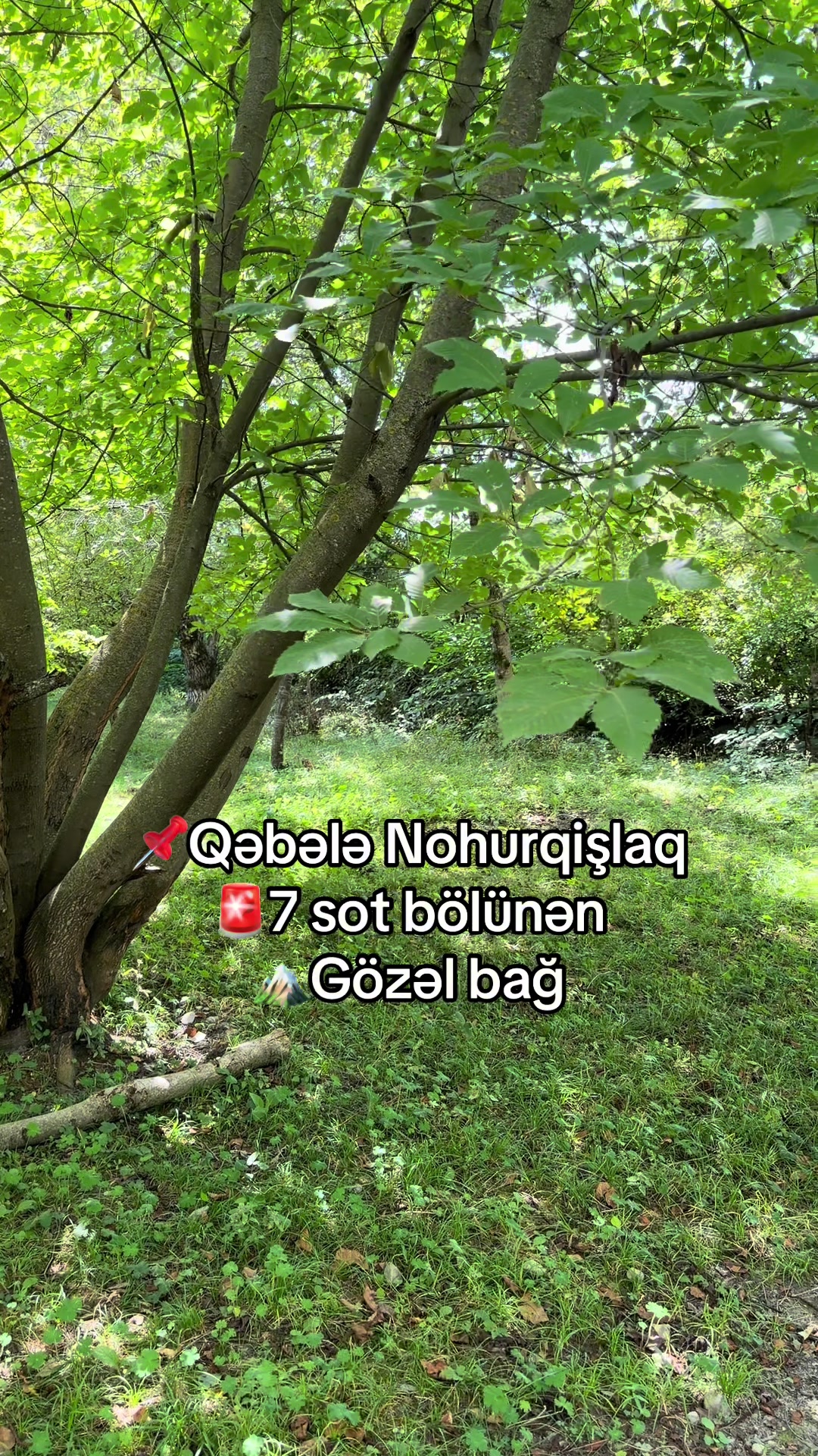 @Qəbələ Əmlak