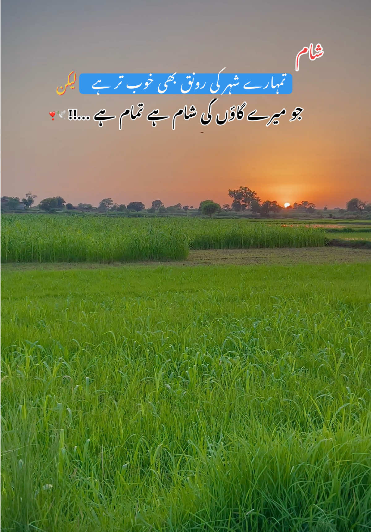@چوھدری عمر 💫