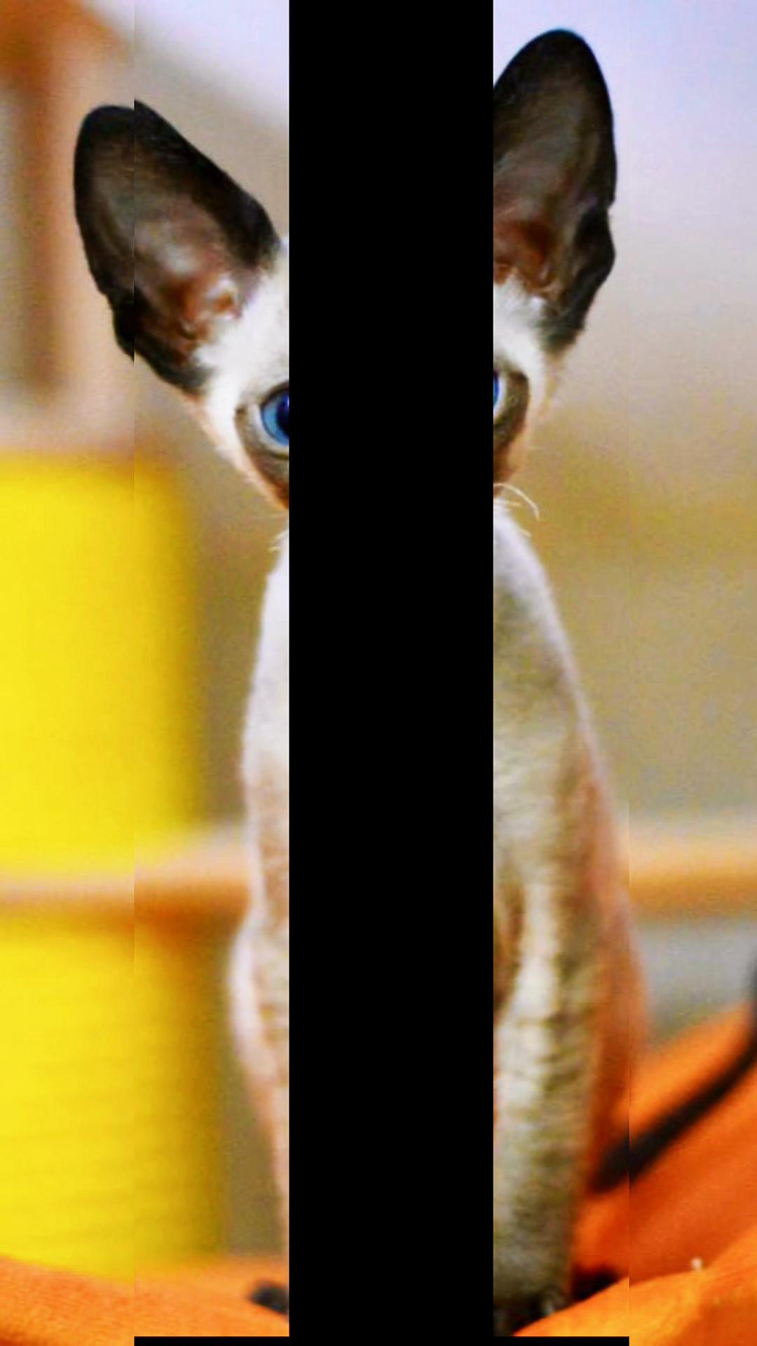 @patimolli_cattery