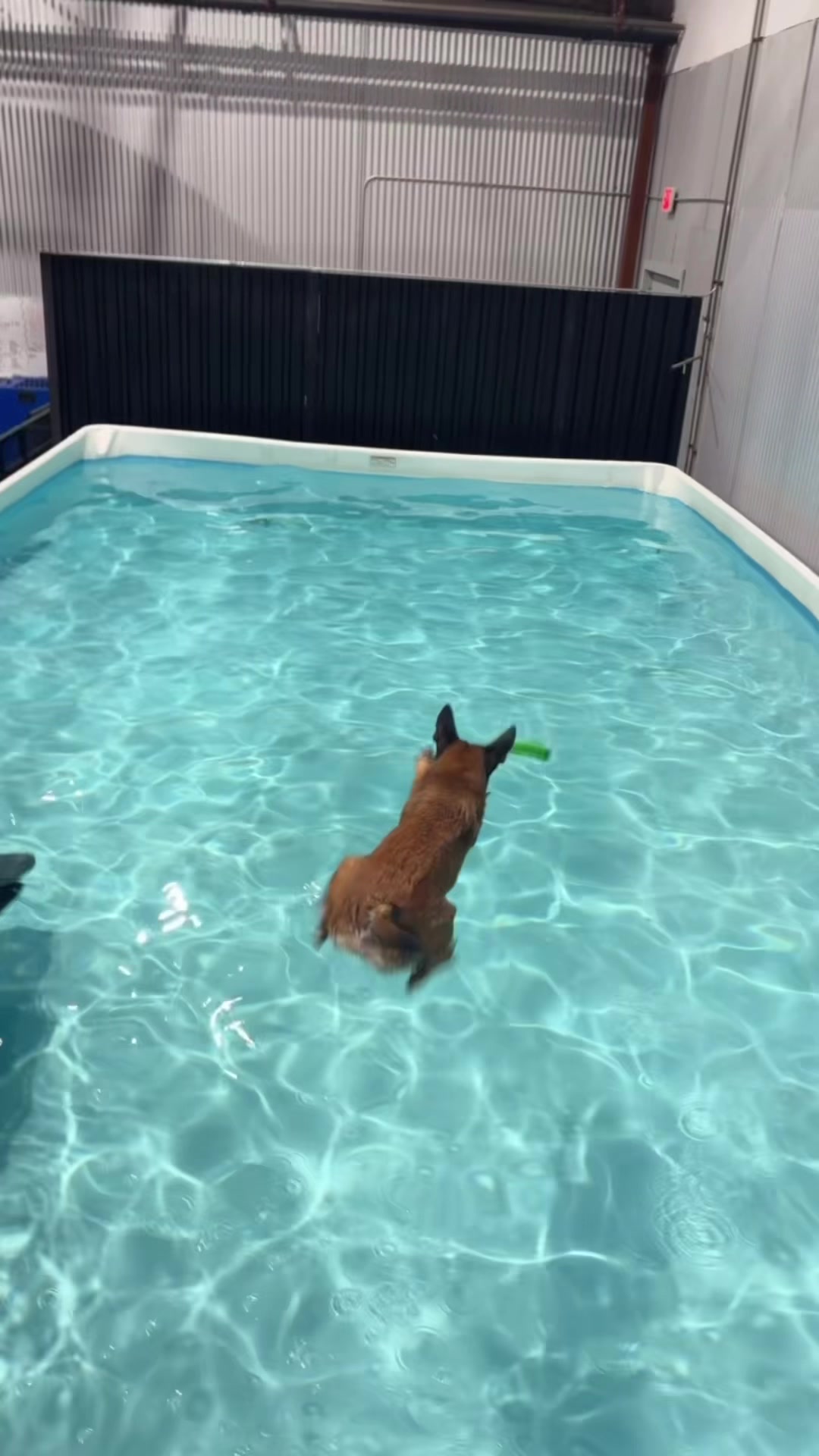 @dogstrainjen
