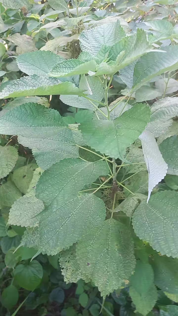 @Đ&ocirc;ng y VŨ VĂN D&Acirc;N
