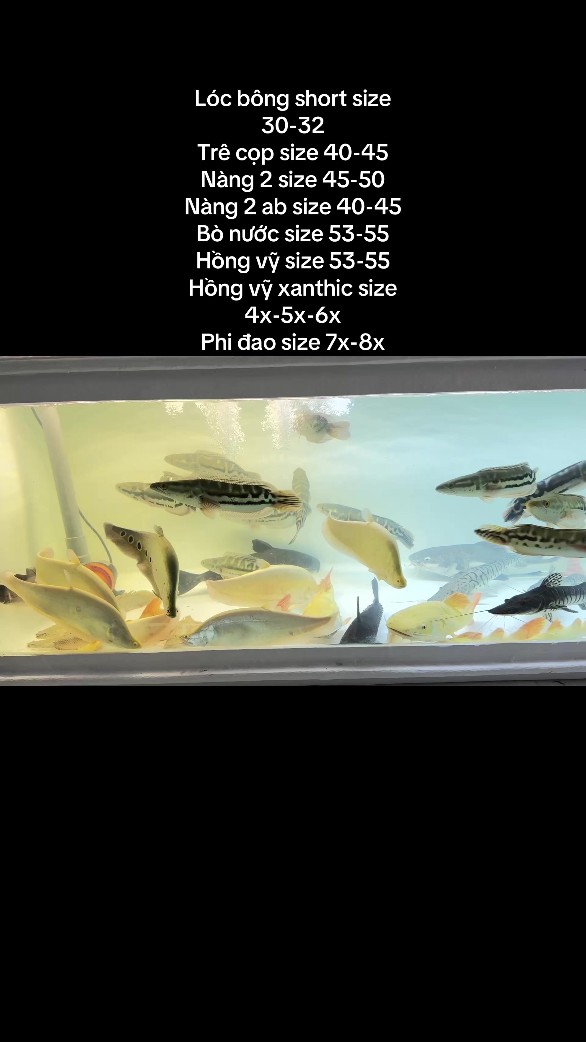 @Phát Đạt Bán Cá 😎🐠🦈