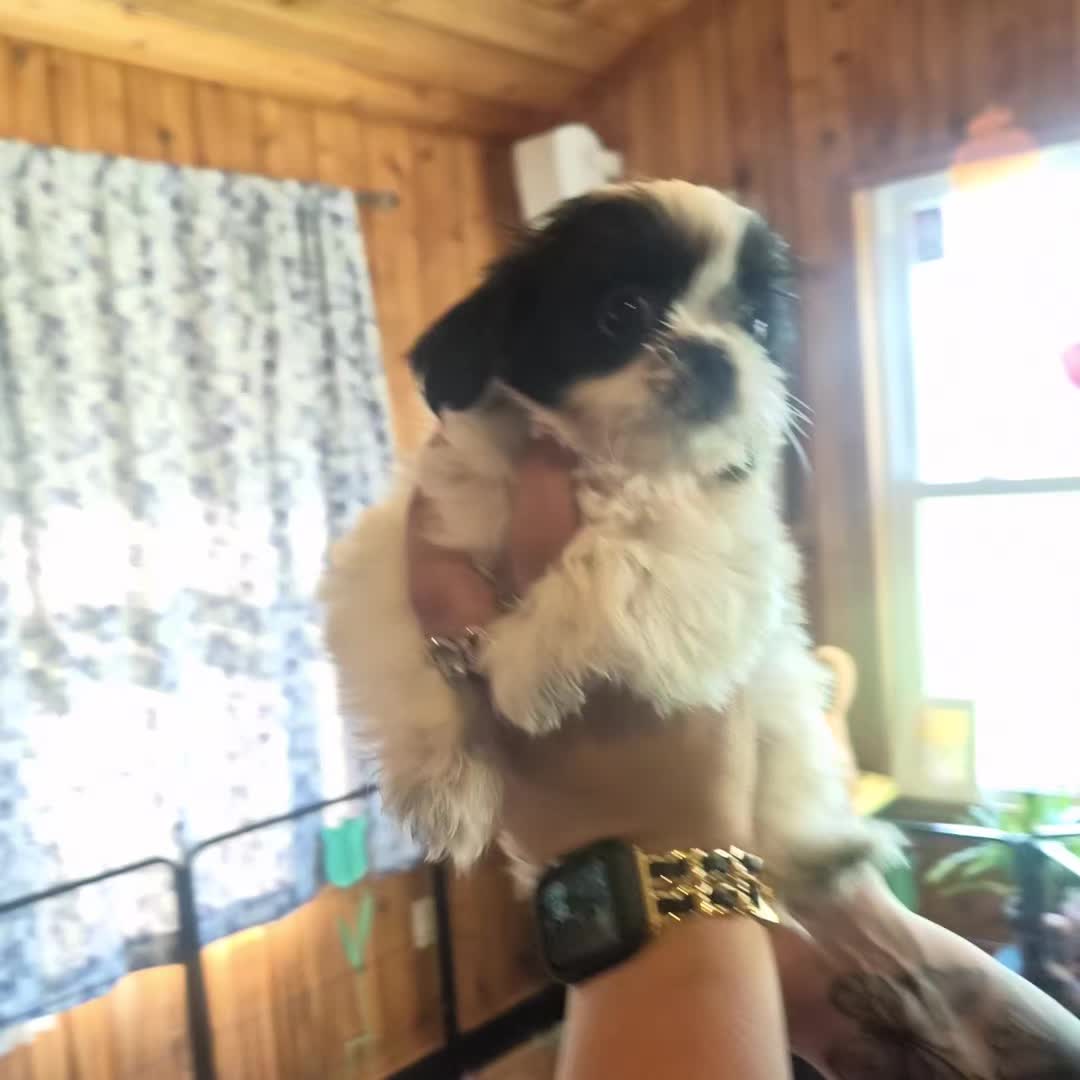 @Barb's Precious Pups