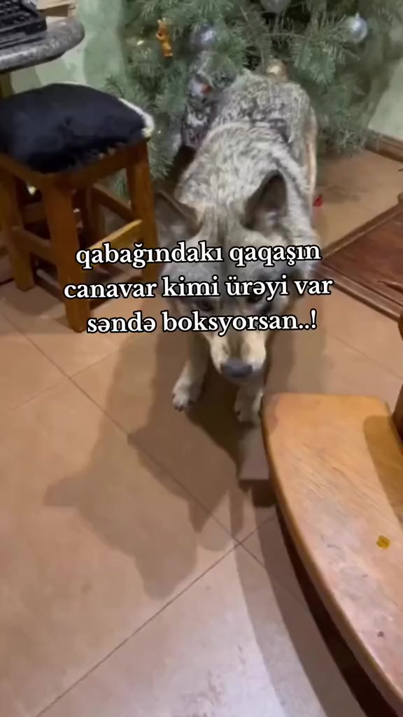 @BOKSYOR👊