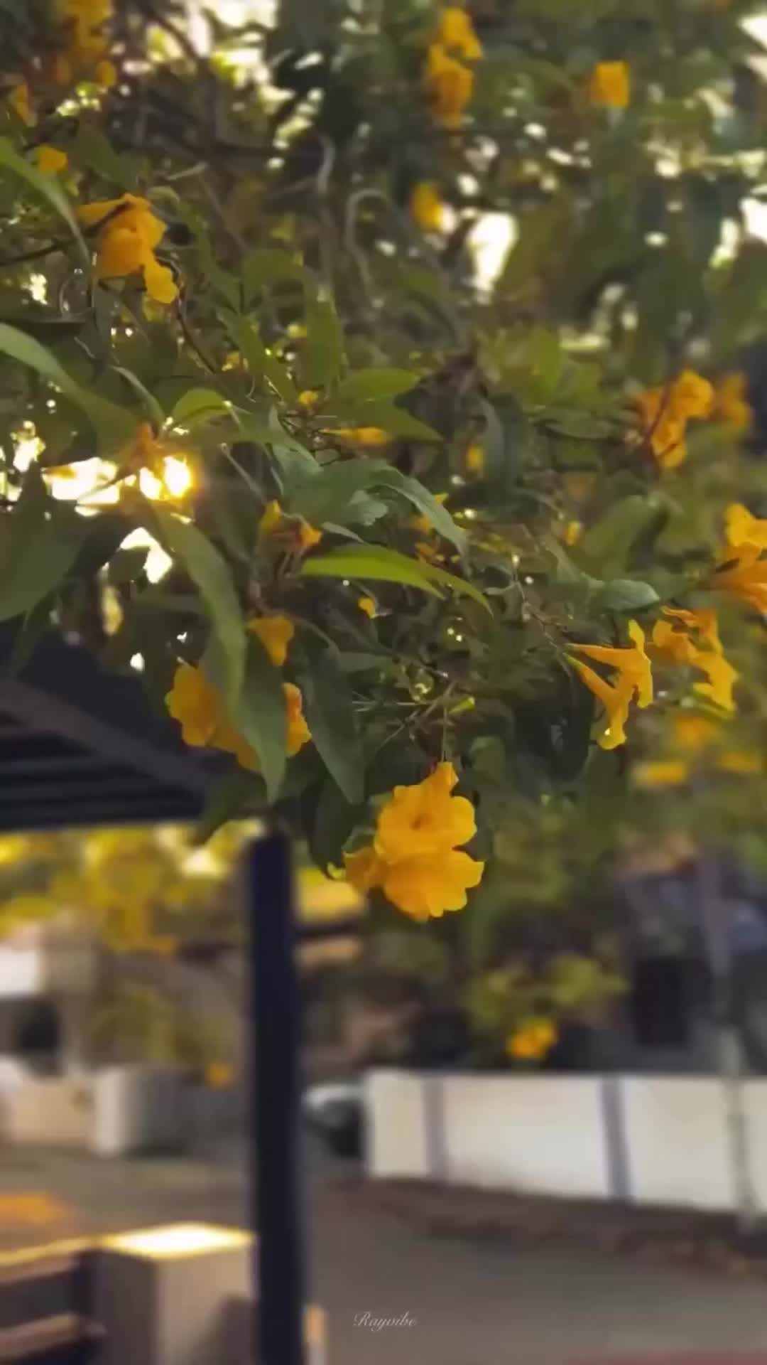 @rayvibe