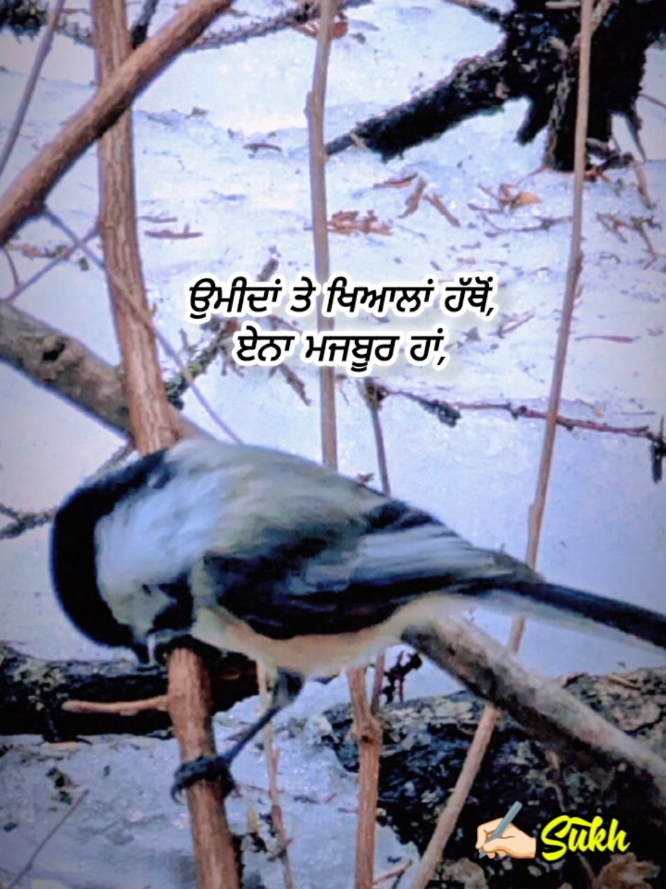 @Shayari Lover ☑️