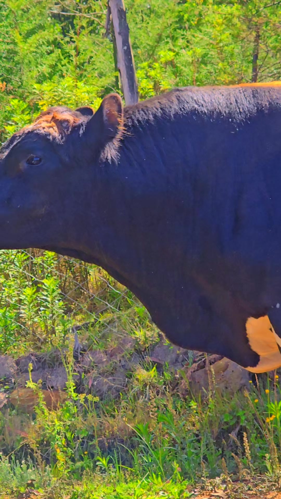 @PAULITODAIRYFARM 🇰🇪🇹🇿🇺🇬