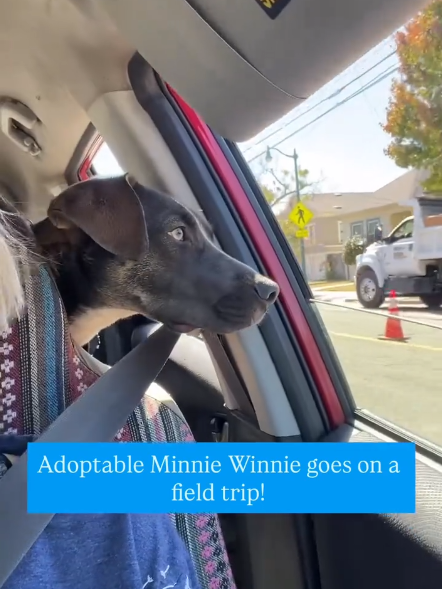 @Oakland Animal Services