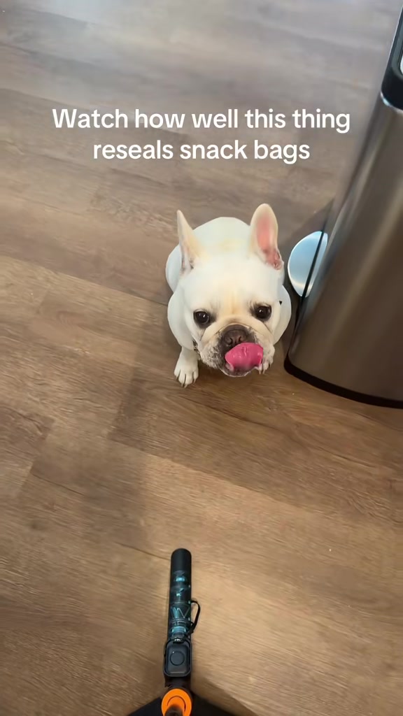 @Bagel the OG Frenchie
