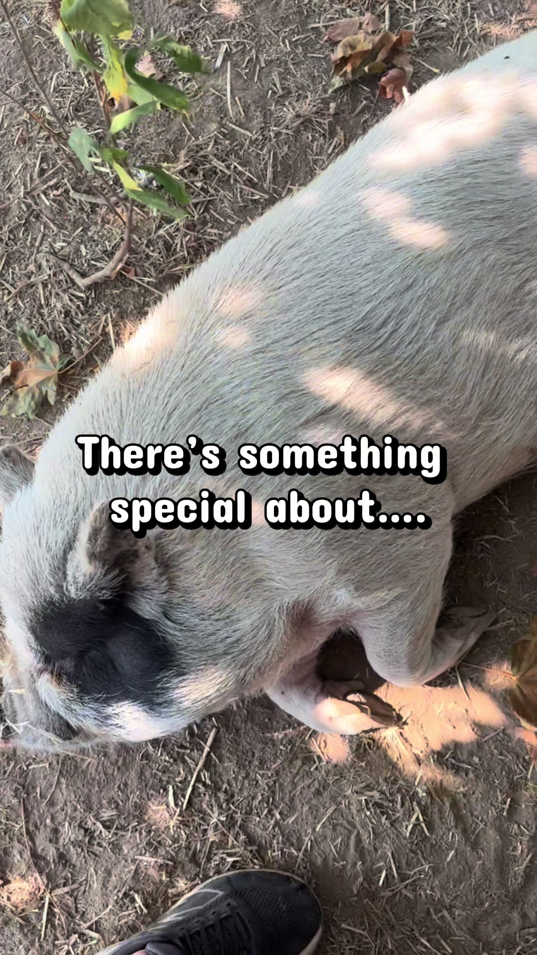 @Home for Hooves 🐽