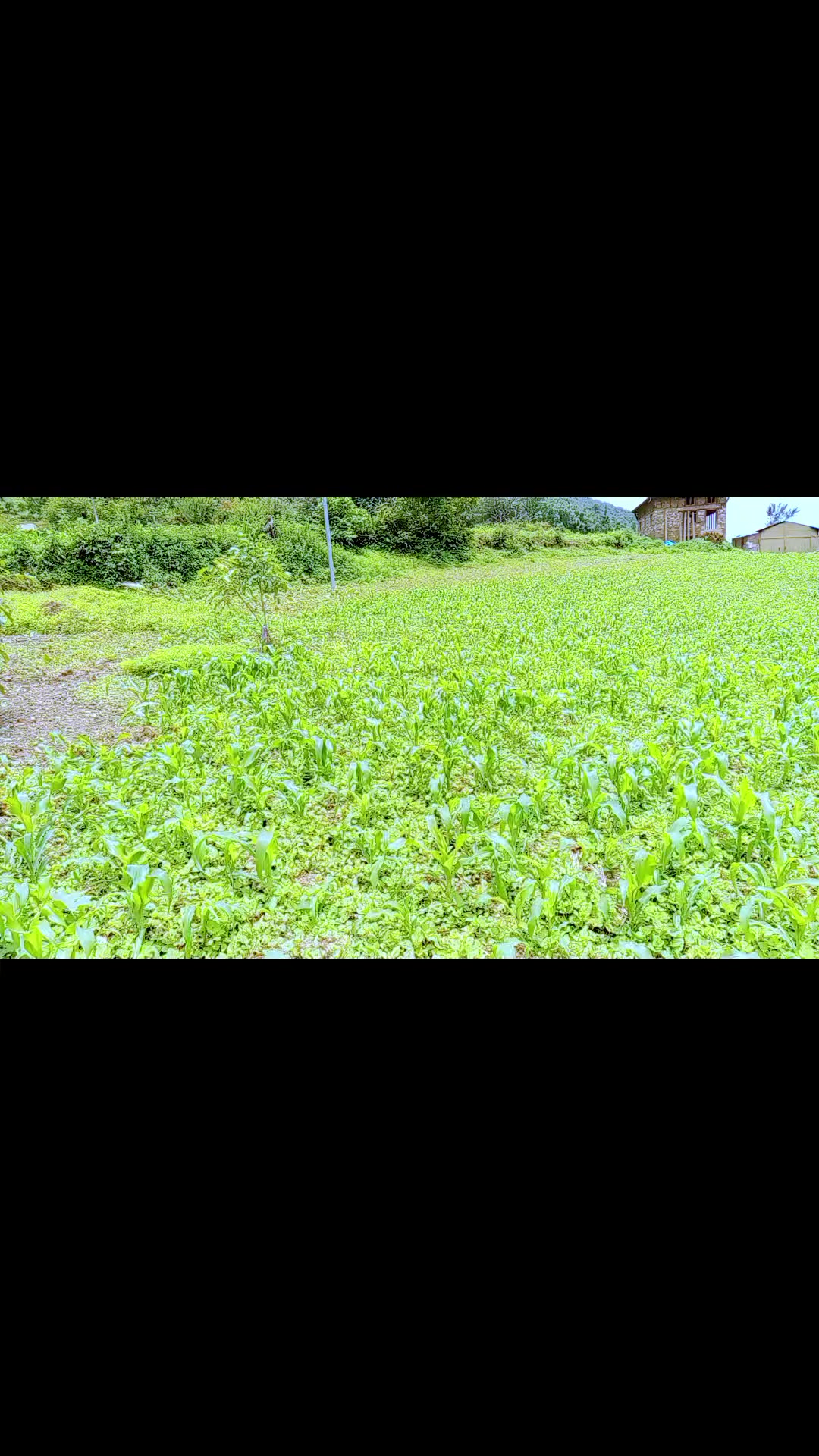 @Susila Shahi