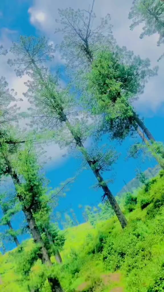 @⛓چوہدری سلمان وینس 🦁