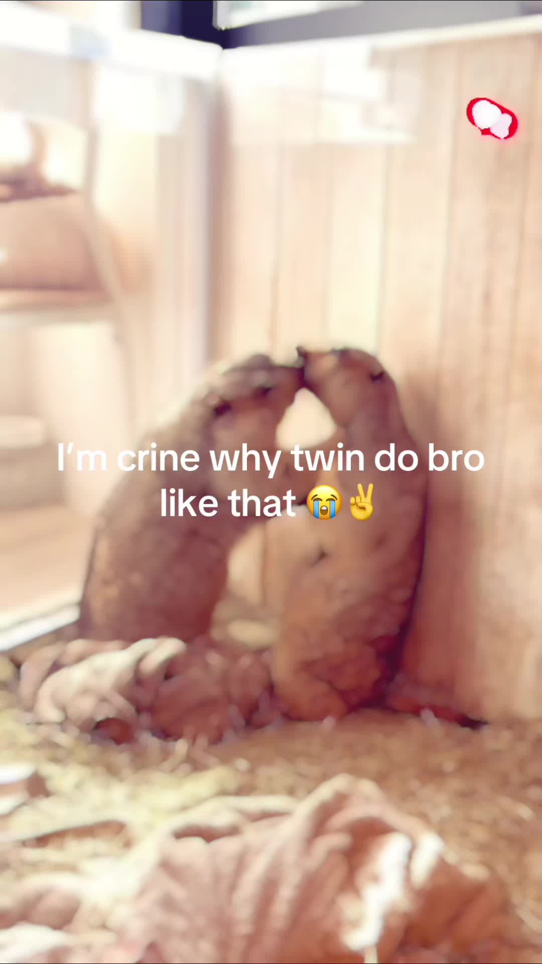 @dailymarmot00