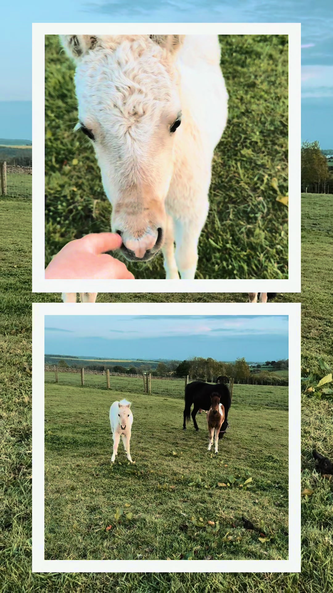 @SummerMoor Miniature horses