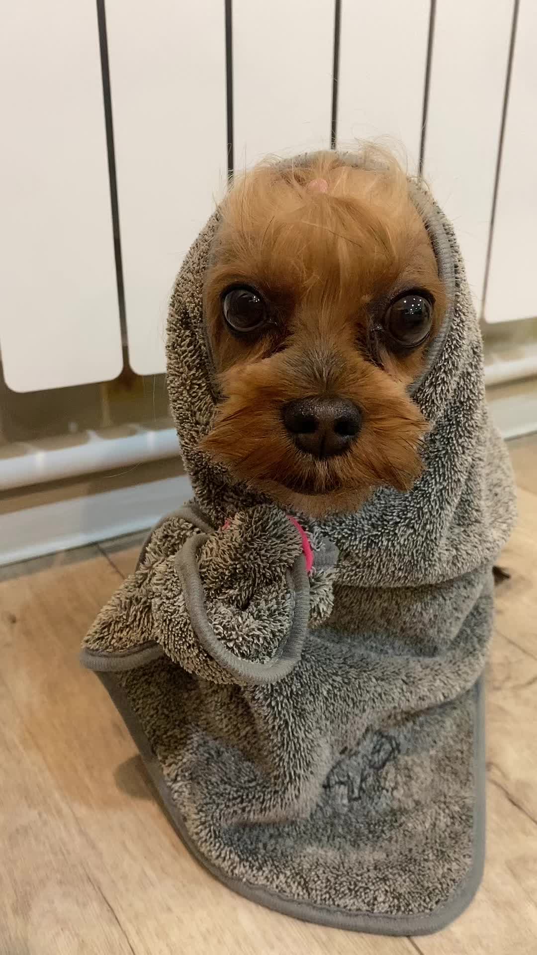 @Собака Евик🐾