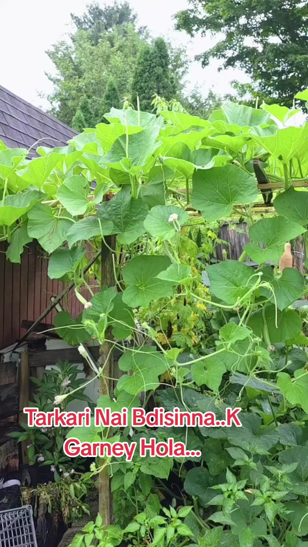 @Yubaraj thapa