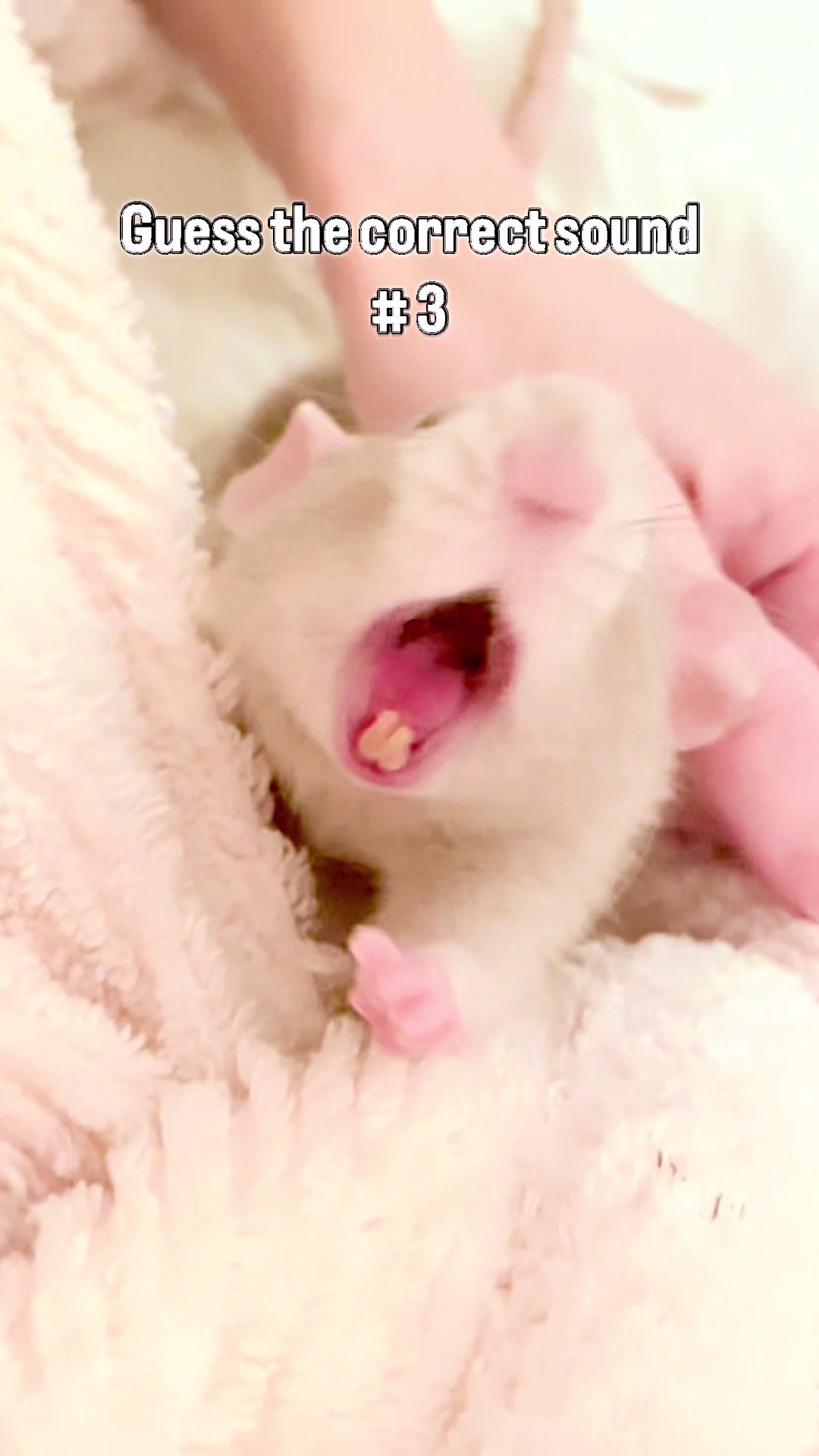 @RatsHaveFeelingsToo