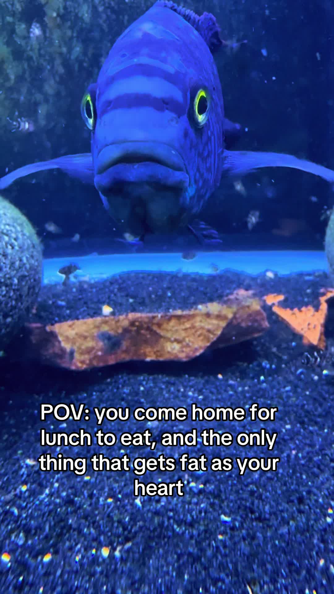 @Dads Fishroom