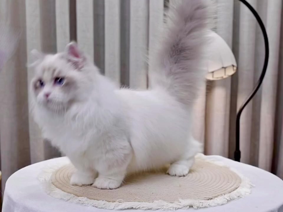 @fuyncats