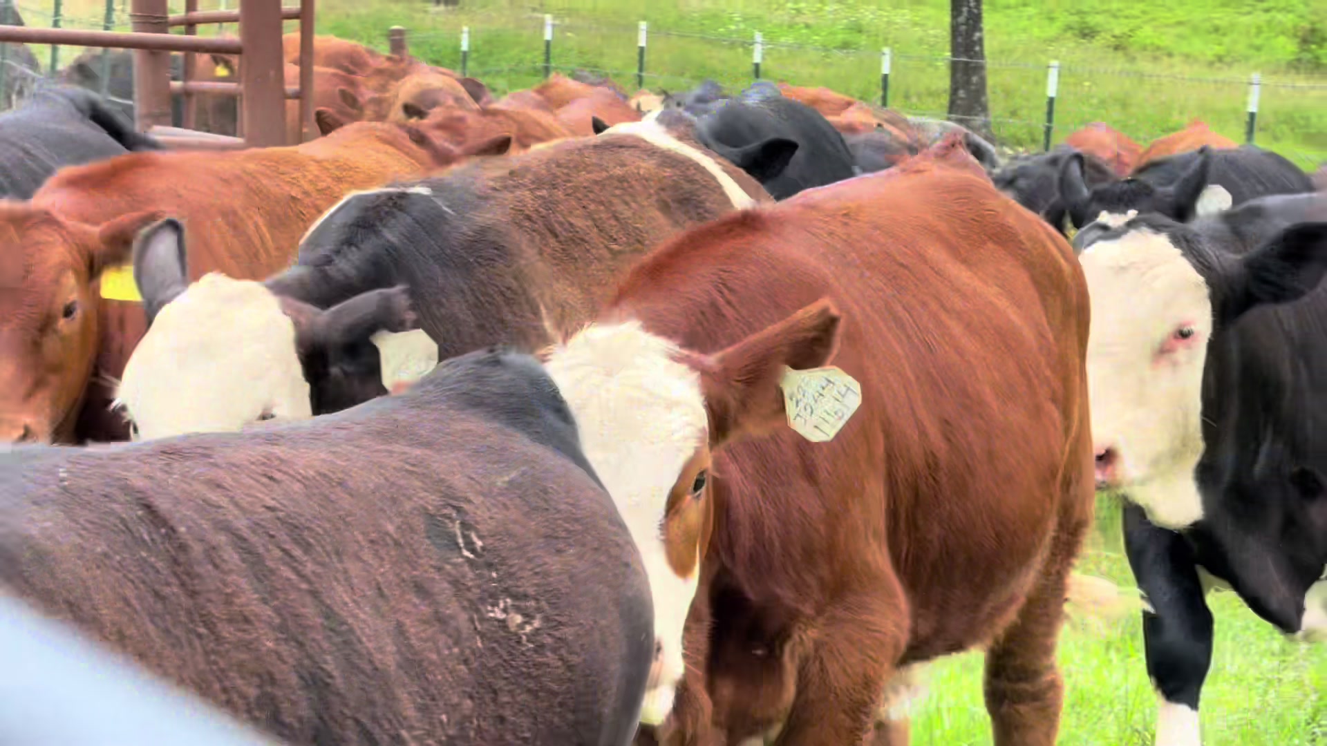 @Massey Land & Cattle