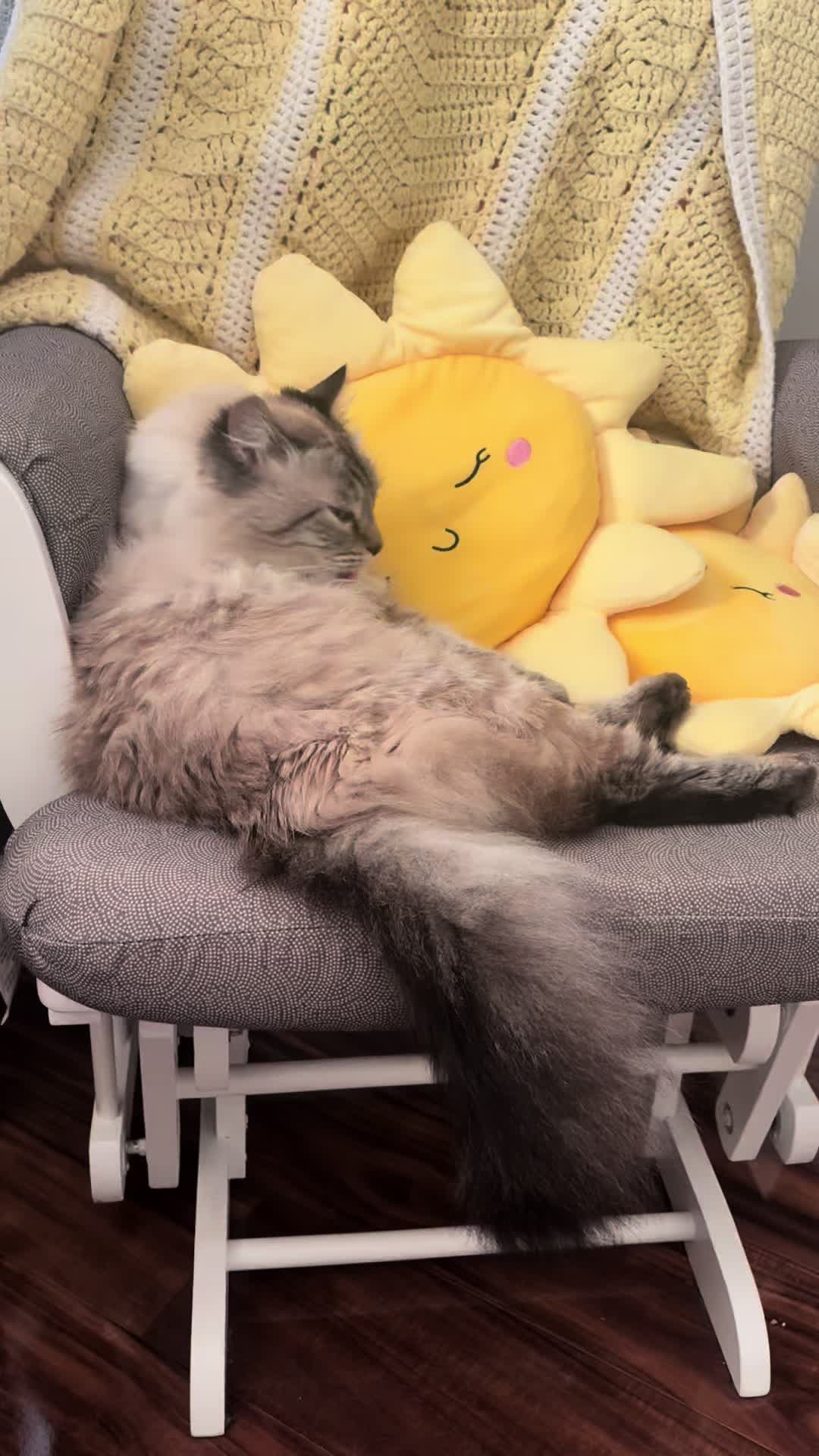 @Brock Meowsnar