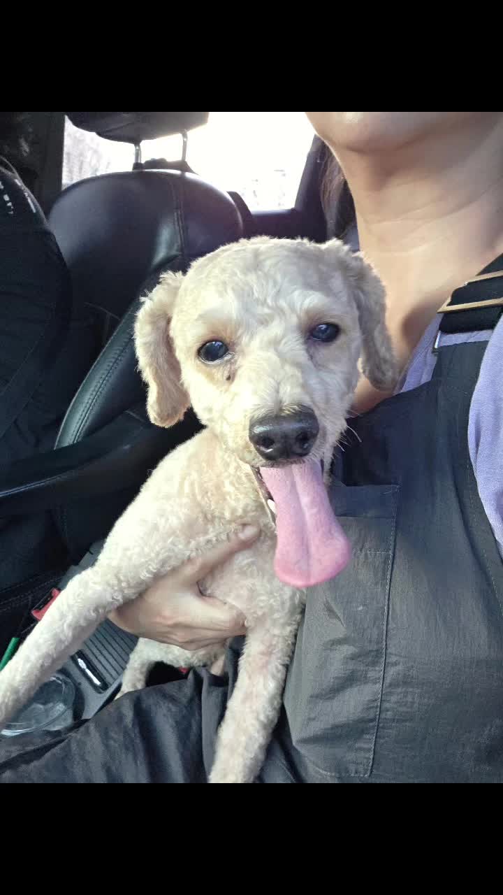 @🐶🐶엄지맘🦮🐕&zwj;🦺🐩