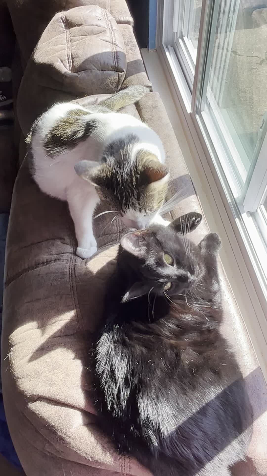 @Five.Meows