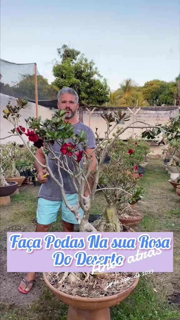 @Eugenio Amante de Rosas