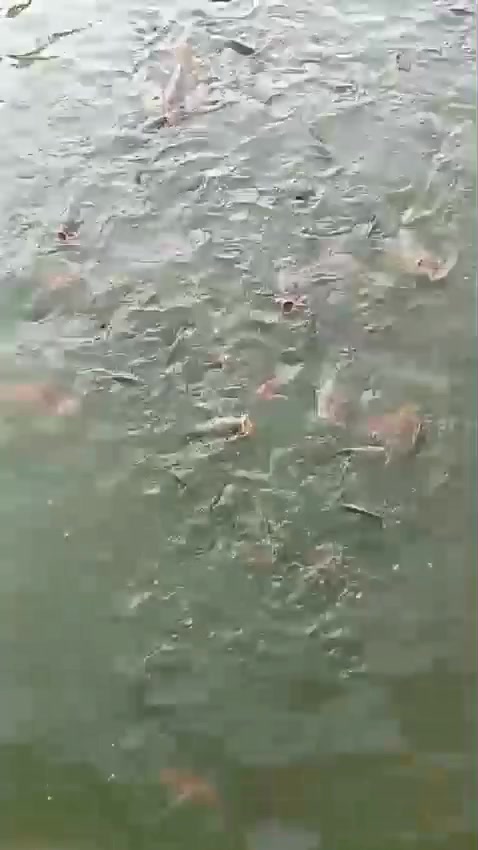 @erdin mancing