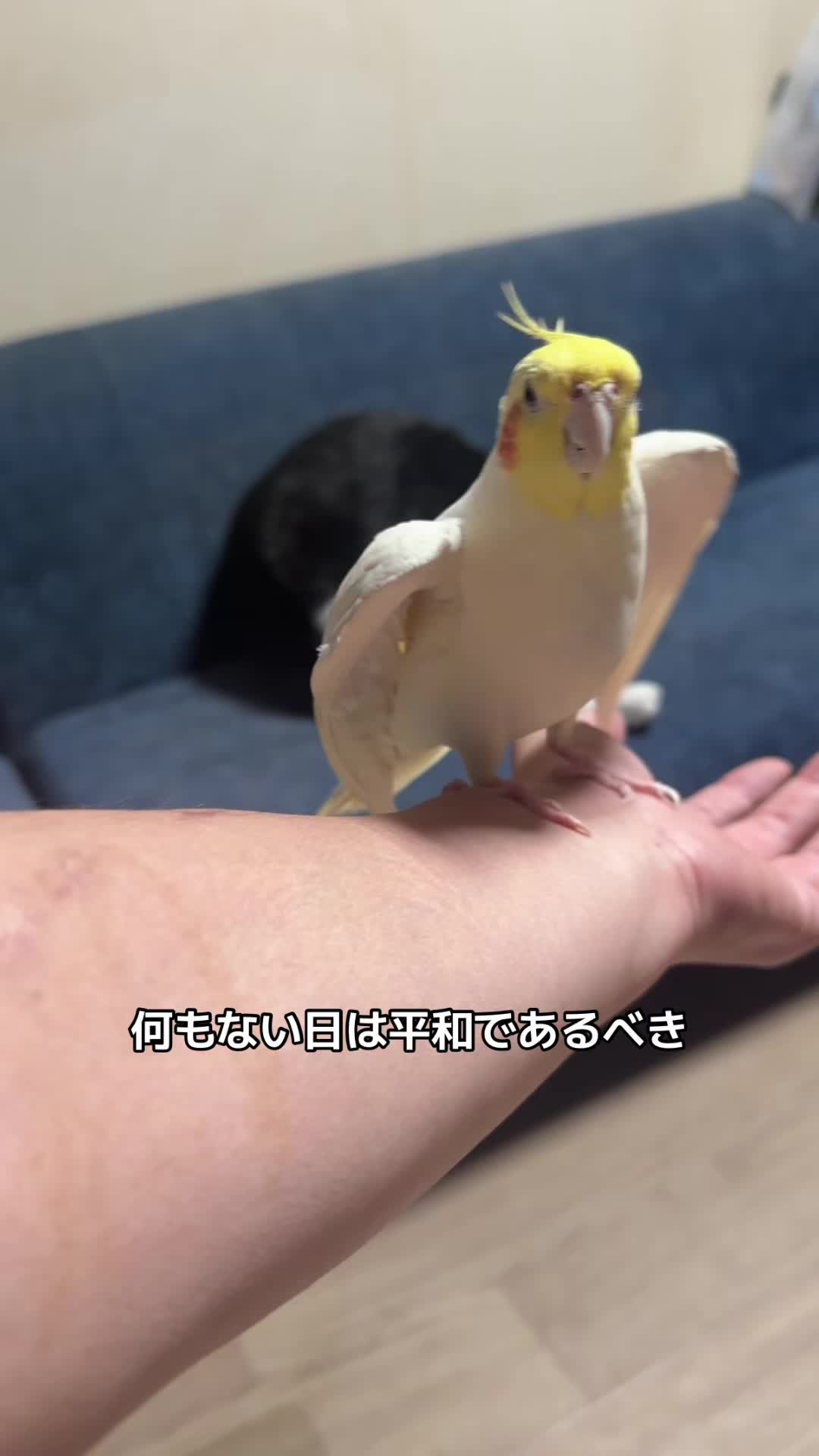 @rokusuke