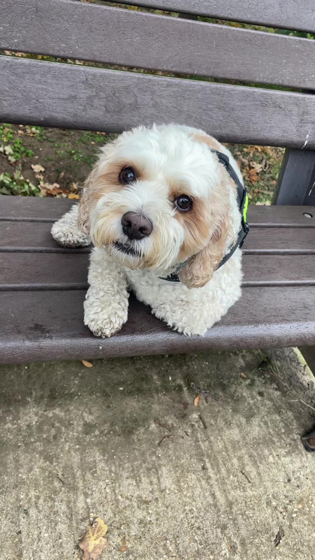 @My Cavachon