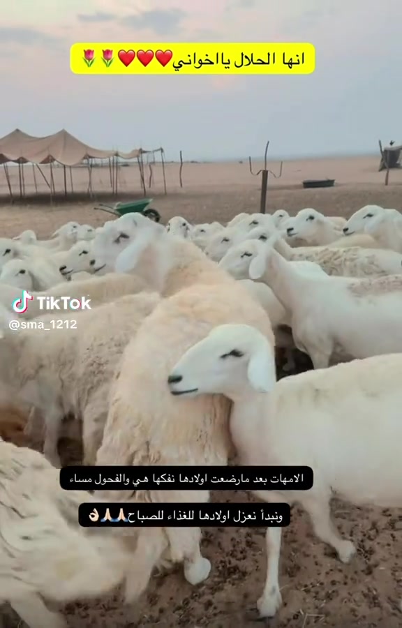 @mohamed_ksa0