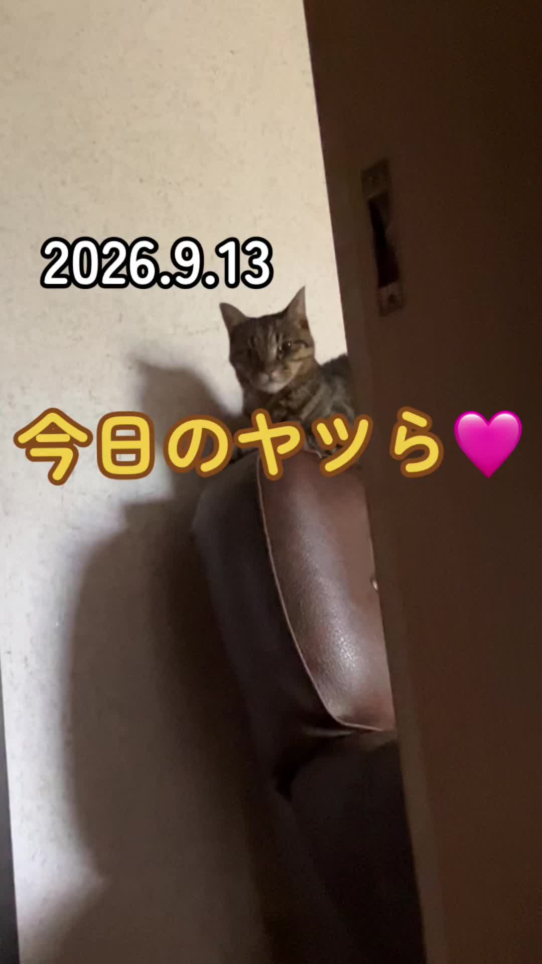 @茶トラ商店