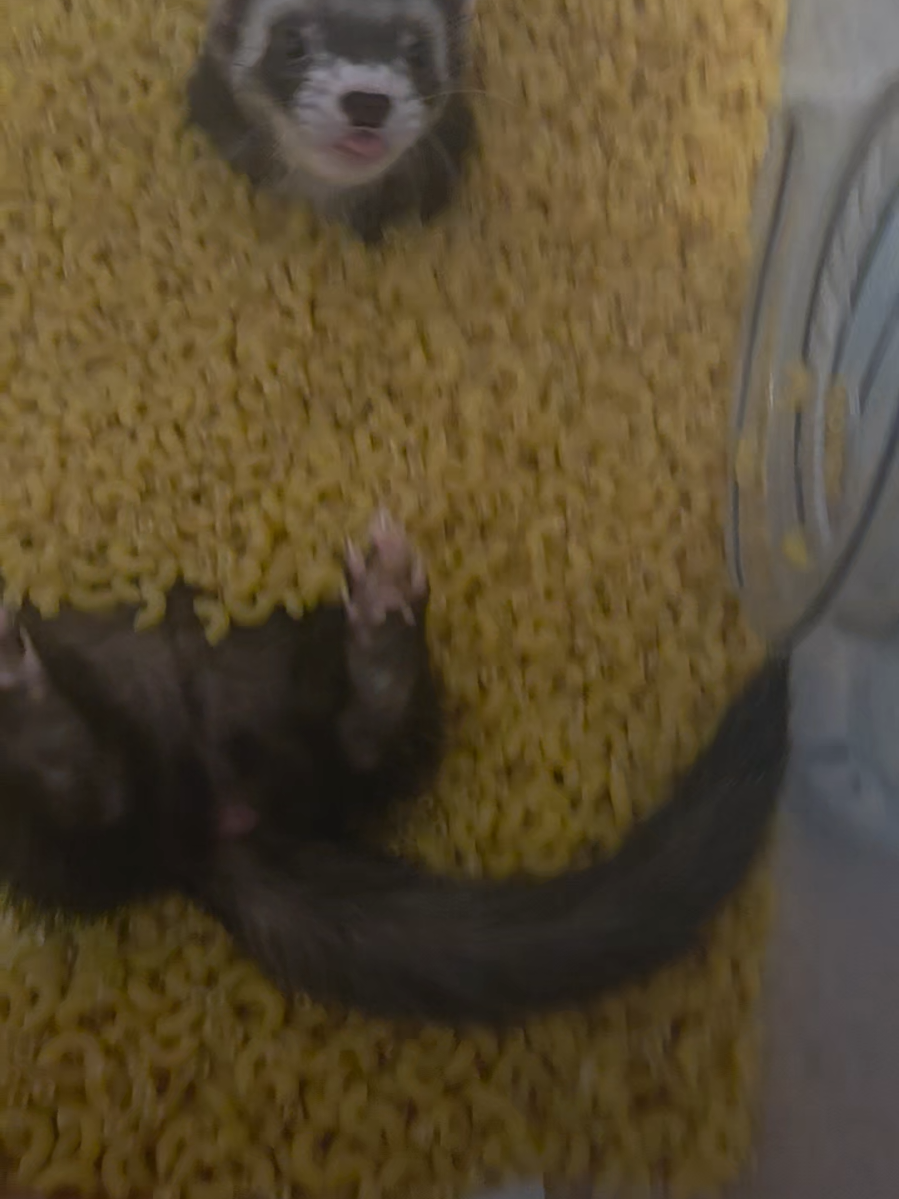 @FuffyFerrets