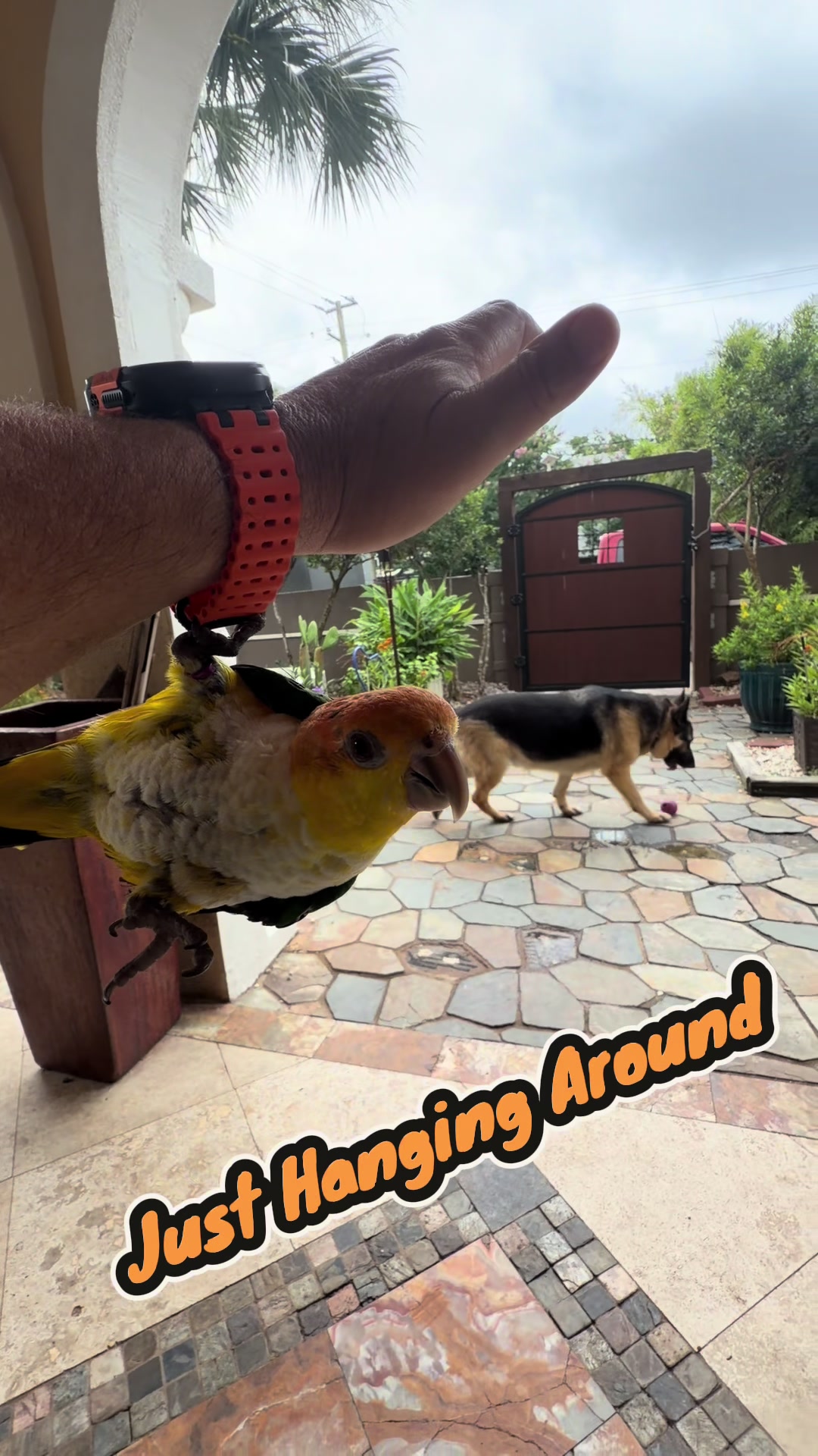 @Kyle The Caique