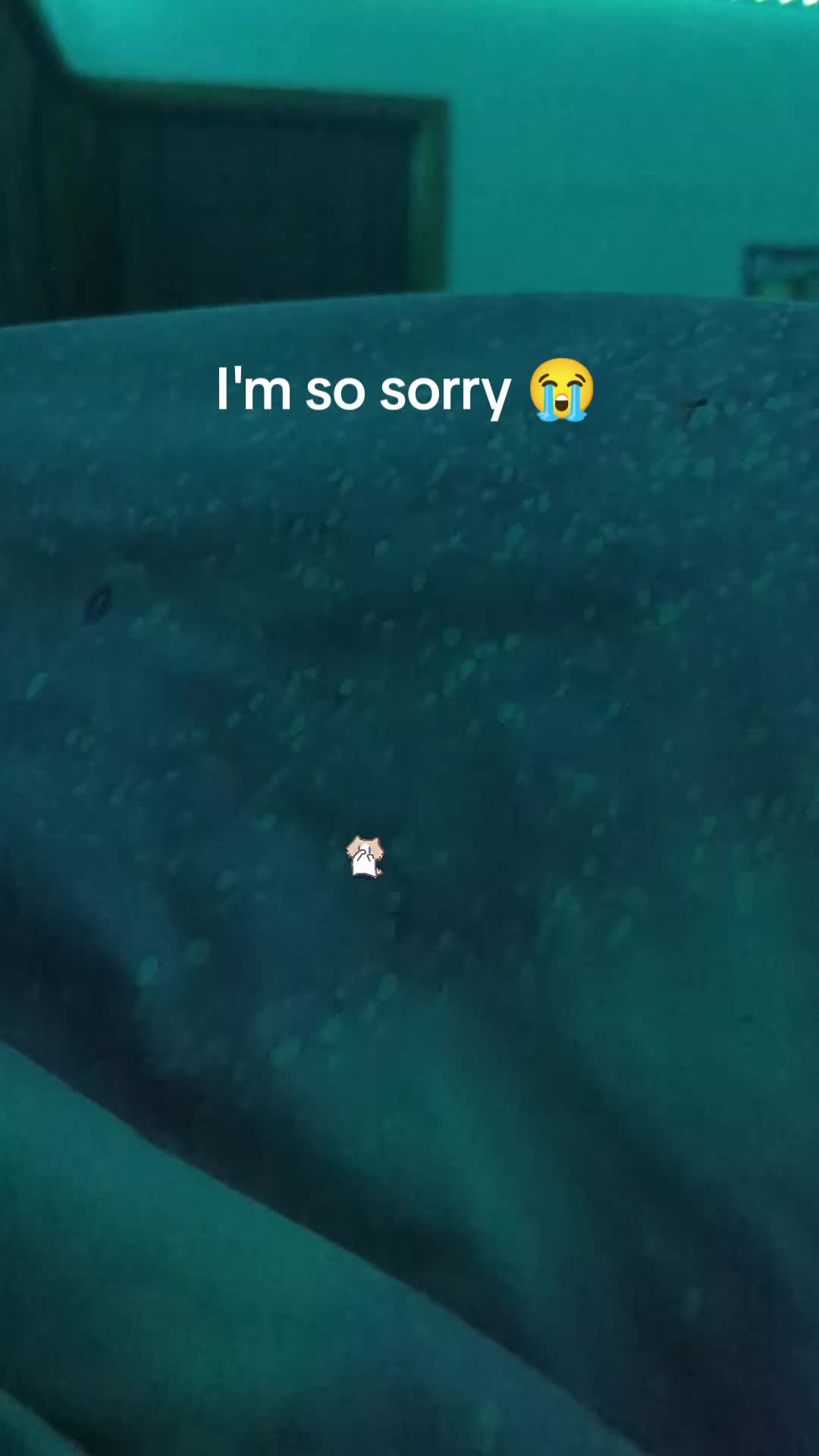 @Skulli💀