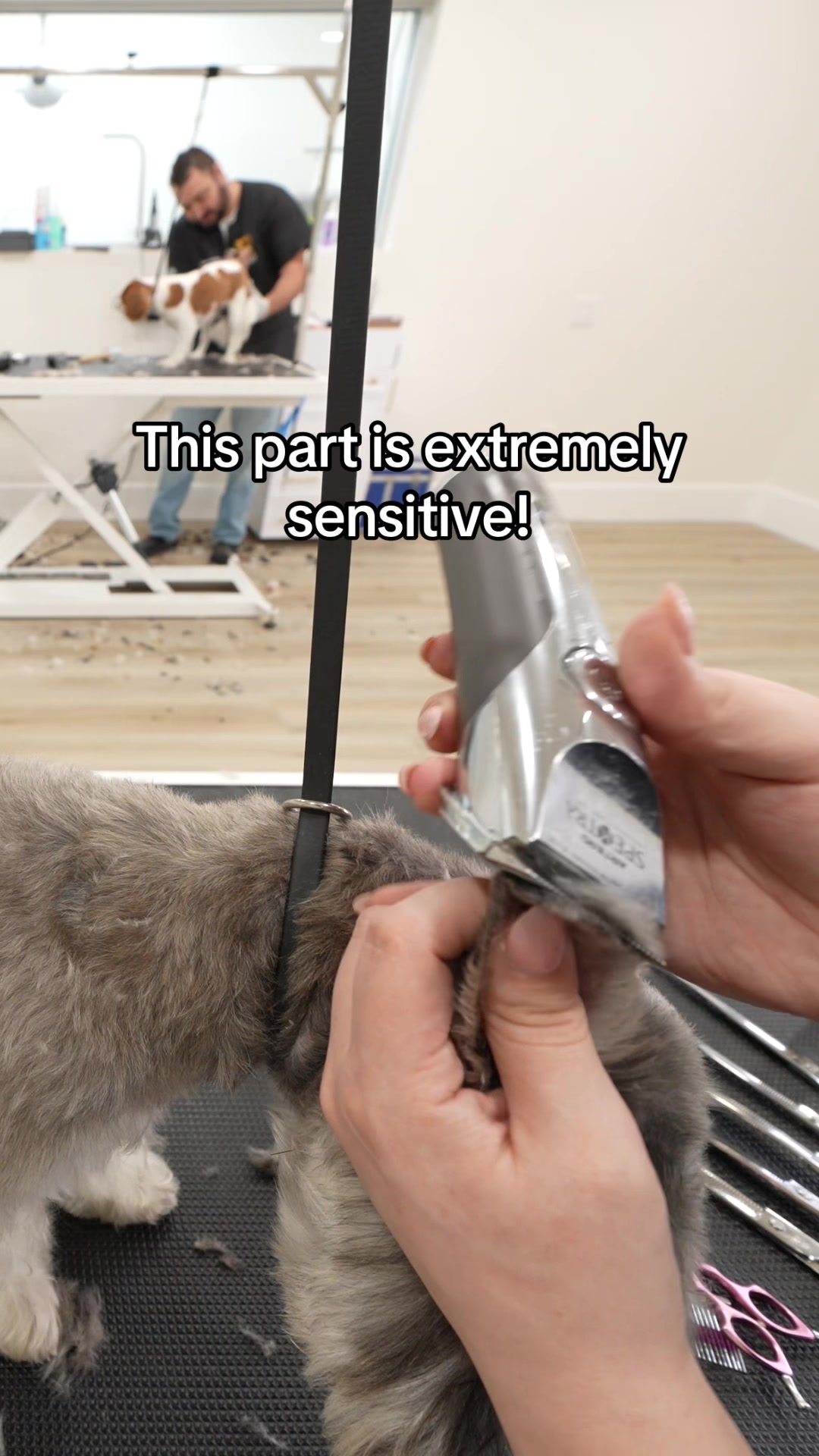 @NorCal Grooming Academy
