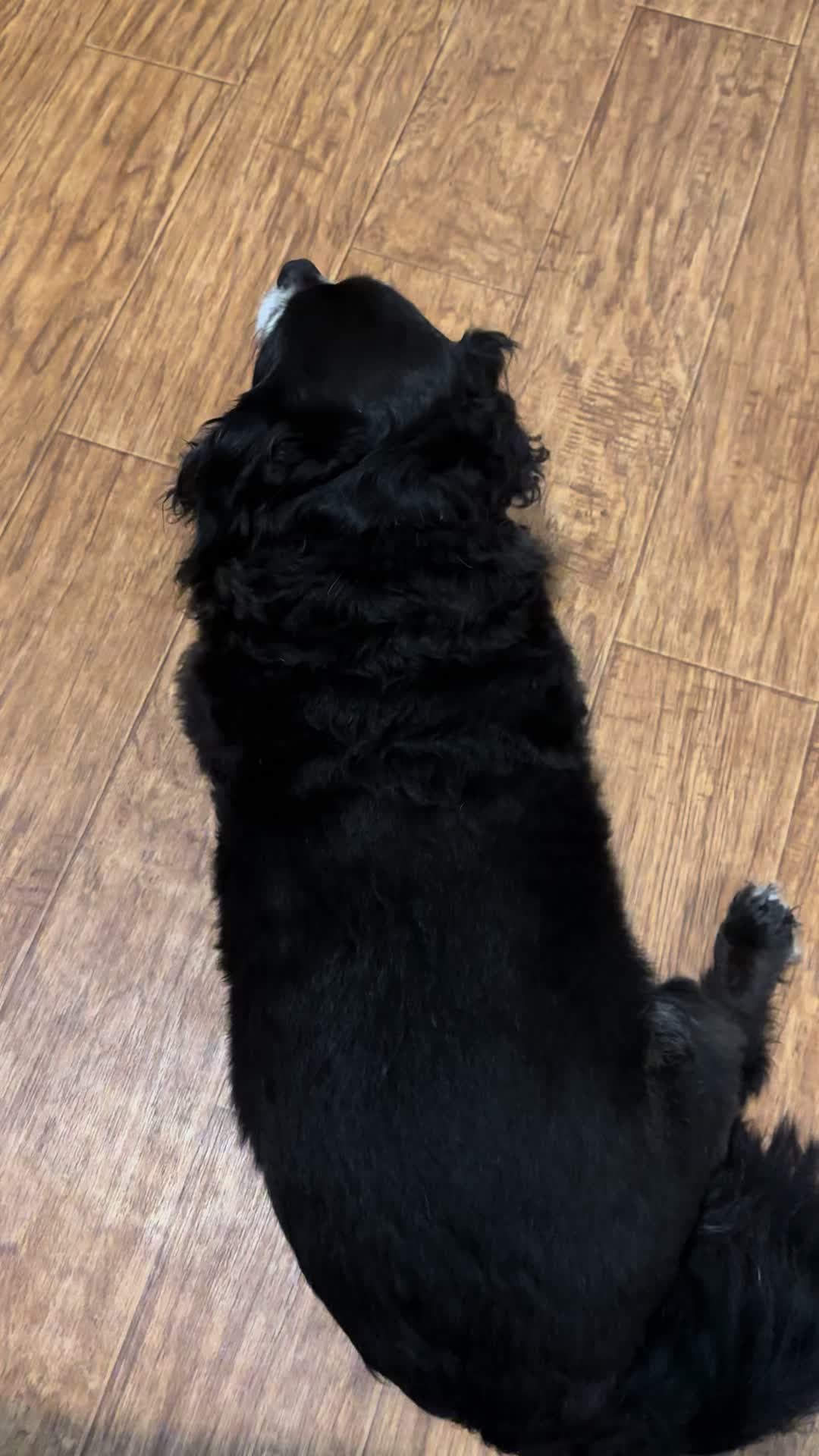 @Jenn_the_pet_momma