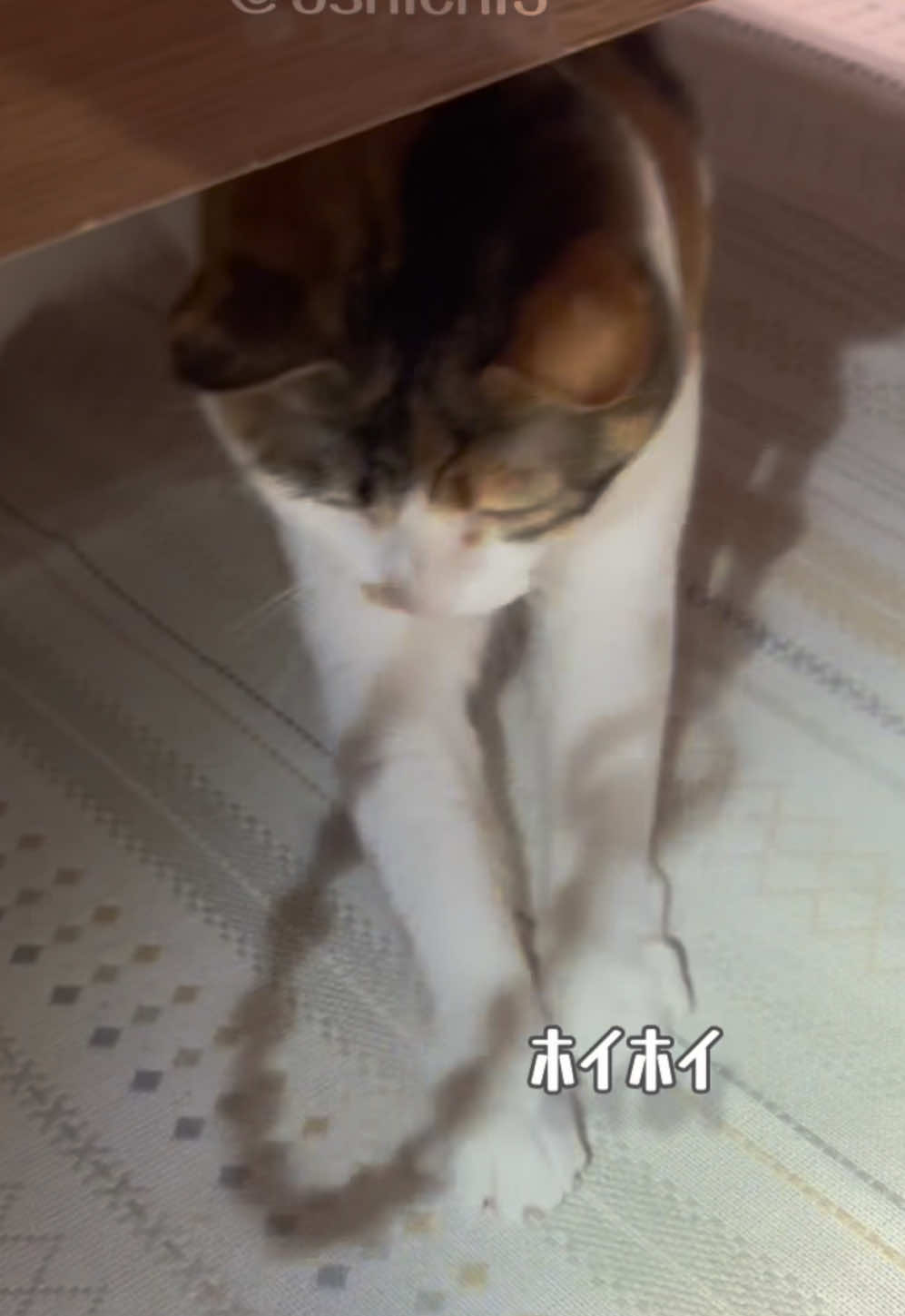 @シチサン