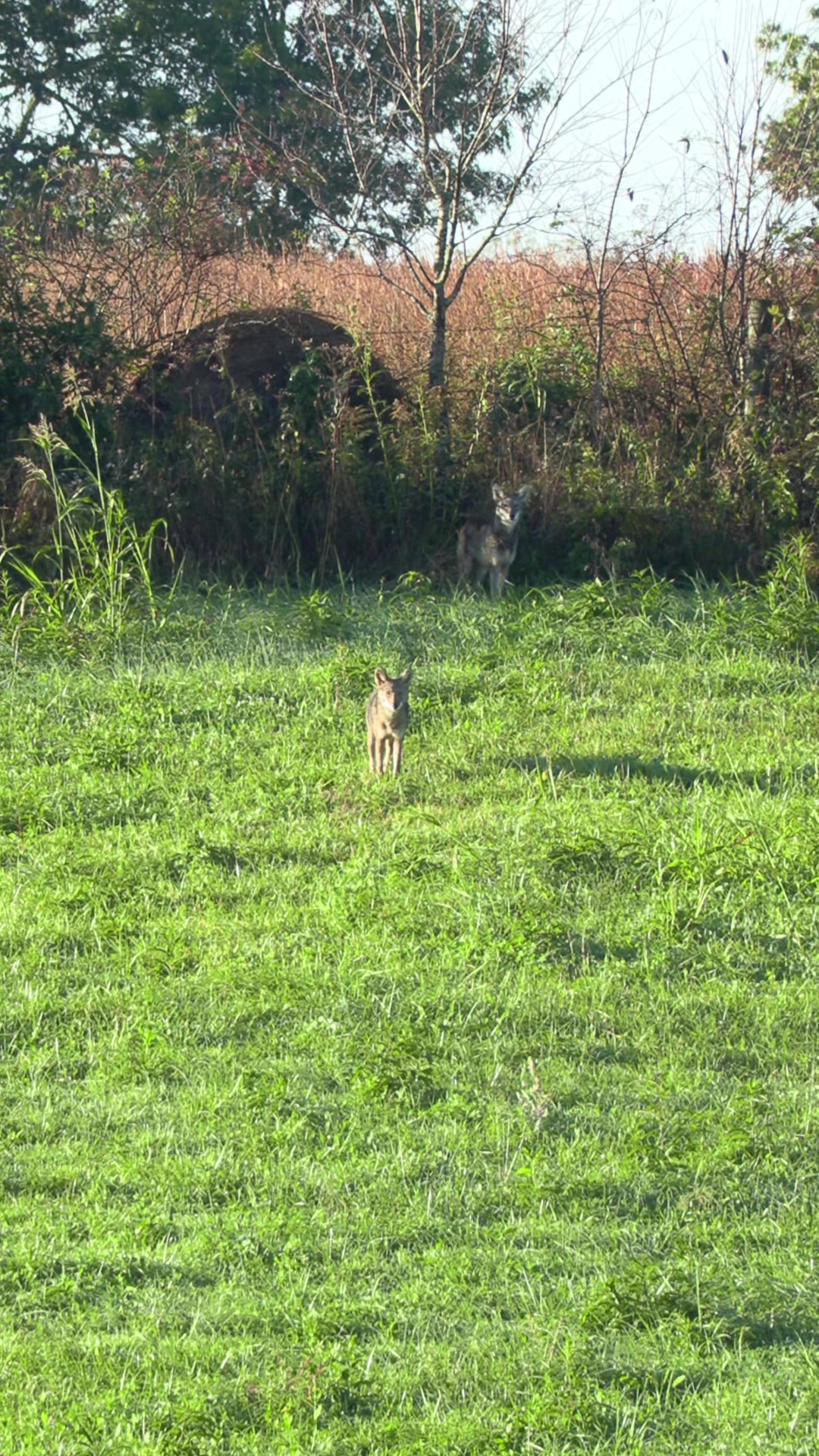@FOXPRO Game Calls