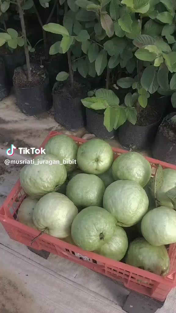 @Bibit khusus samarinda