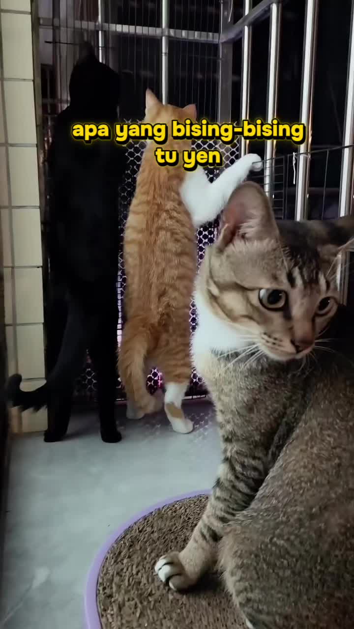 @izuanzainal