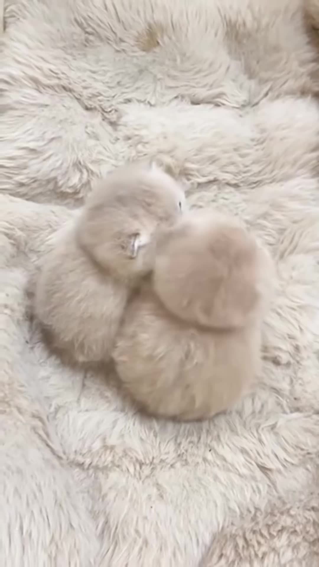 @UCHINOKOmohumohu